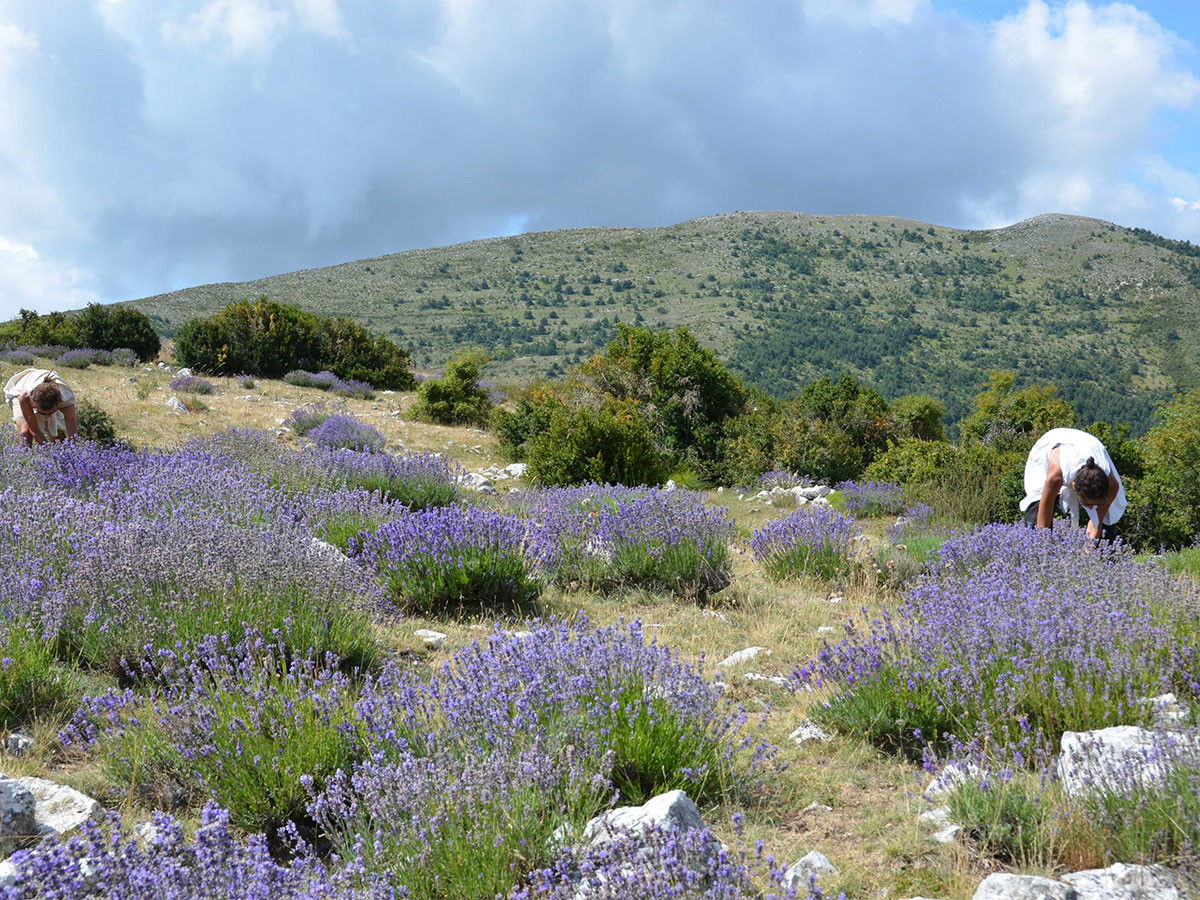 Bioqualität & Wildsammlung für Aromamischungen